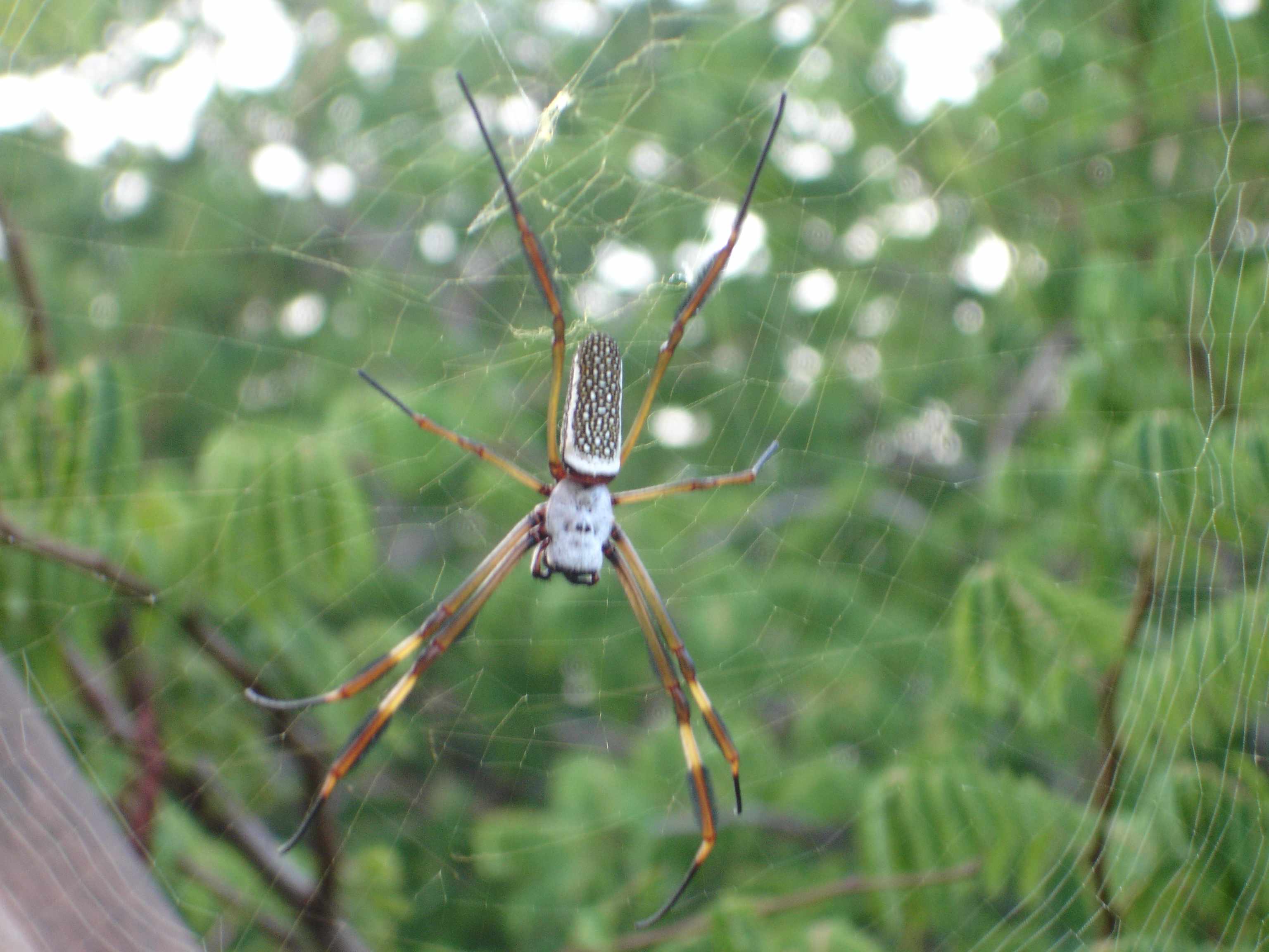 Nephila cf. clavipes